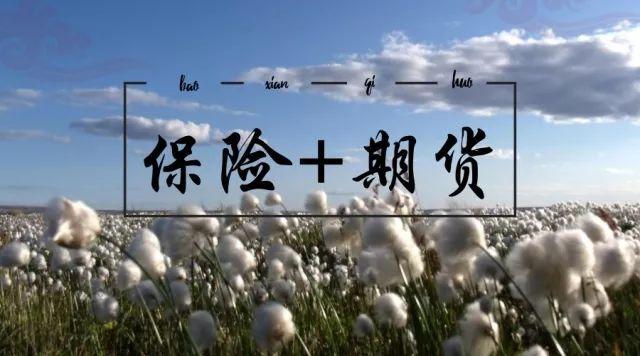 棉花產業保險+期貨