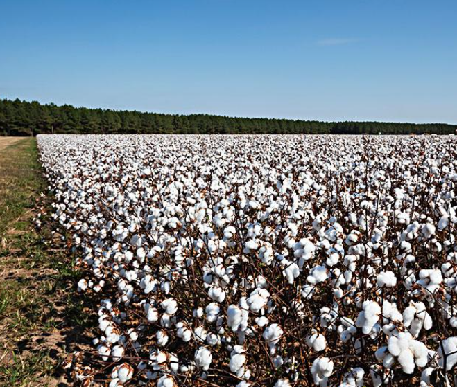 美棉種植受天氣影響多次補(bǔ)種 美國(guó)南部新棉播種時(shí)間將繼續(xù)推遲