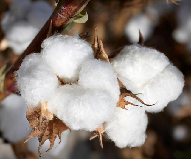 60支和100支棉哪個舒服?